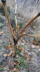 Astrodaucus littoralis
