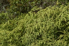 Gleichenella pectinata