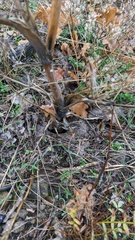 Astrodaucus littoralis