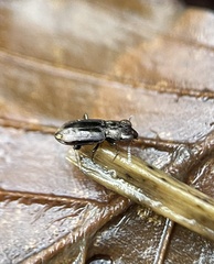 Notiophilus biguttatus