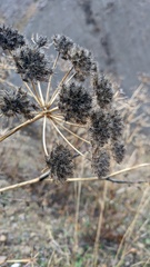 Astrodaucus littoralis