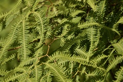 Gleichenella pectinata