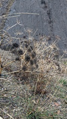 Astrodaucus littoralis