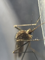 Culiseta inornata