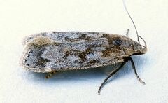 Anacampsis