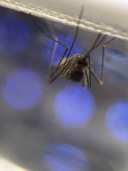 Culiseta inornata