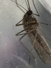 Culiseta inornata