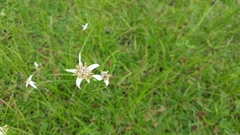 Rhynchospora colorata image