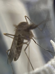 Culiseta inornata