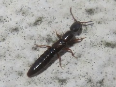 Xantholinus longiventris