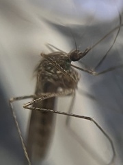 Culiseta inornata