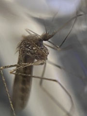 Culiseta inornata