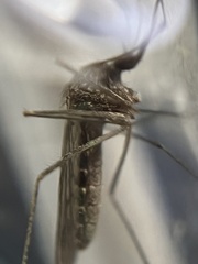 Culiseta inornata