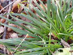 Carex agastachys