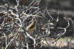 Setophaga palmarum hypochrysea
