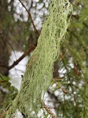 Alectoria sarmentosa