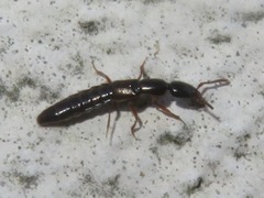 Xantholinus longiventris