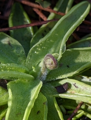 Pinguicula caerulea