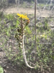 Heterotheca