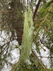 Alectoria sarmentosa