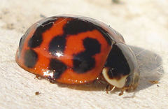 Harmonia axyridis
