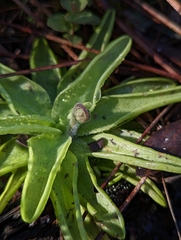 Pinguicula caerulea