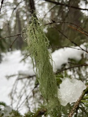 Alectoria sarmentosa