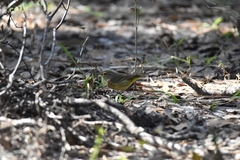 Setophaga palmarum hypochrysea