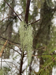 Alectoria sarmentosa