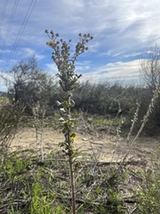 Heterotheca