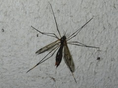 Ptychoptera albimana