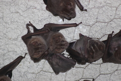 Artibeus jamaicensis