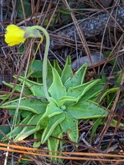 Pinguicula lutea