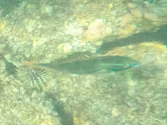 Stethojulis balteata