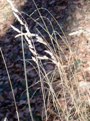 Dactylis glomerata lobata