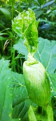 Angelica archangelica