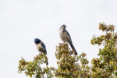 Aphelocoma insularis