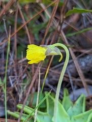 Pinguicula lutea