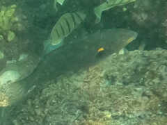 Stethojulis balteata