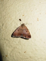Plecopterodes