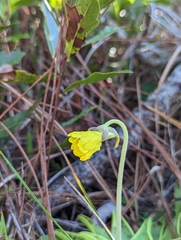 Pinguicula lutea