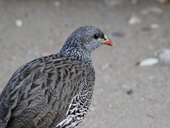 Pternistis natalensis