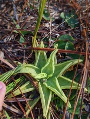 Pinguicula lutea
