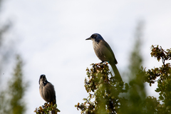 Aphelocoma insularis