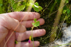 Oxalis obliquifolia