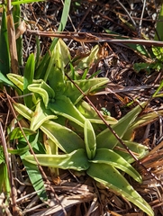Pinguicula lutea