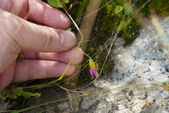 Oxalis obliquifolia