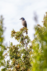 Aphelocoma insularis