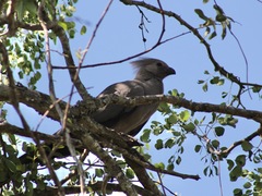 Corythaixoides concolor