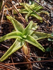 Pinguicula lutea